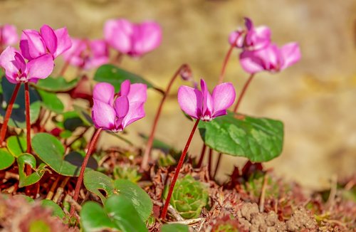 cyclamen  flower  ornamental plant