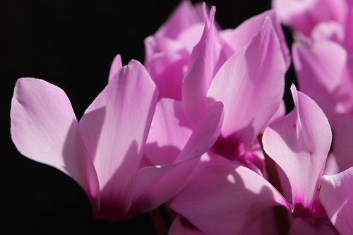 cyclamen  color pink  flowers