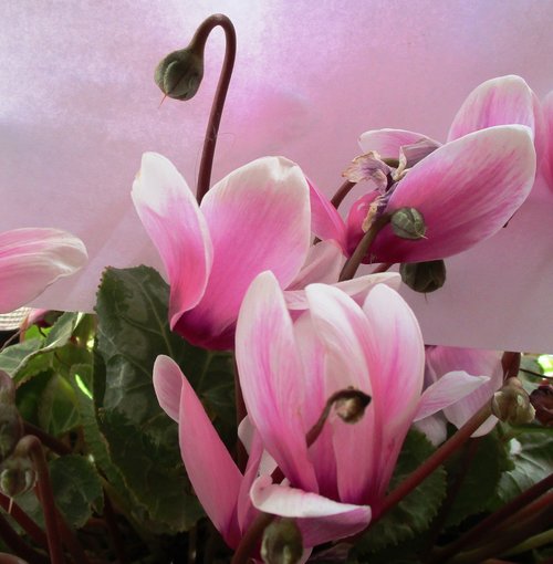 cyclamen  rosa  flowers