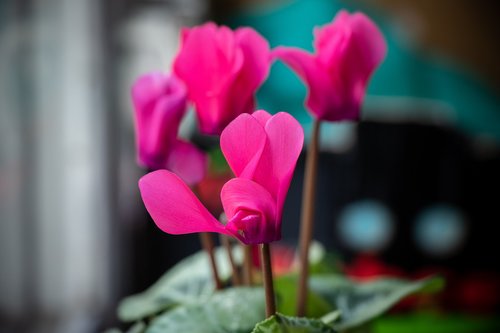 cyclamen  flower  pink
