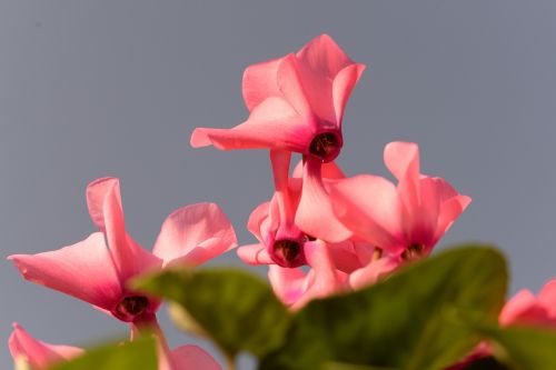 cyclamen herbs nature