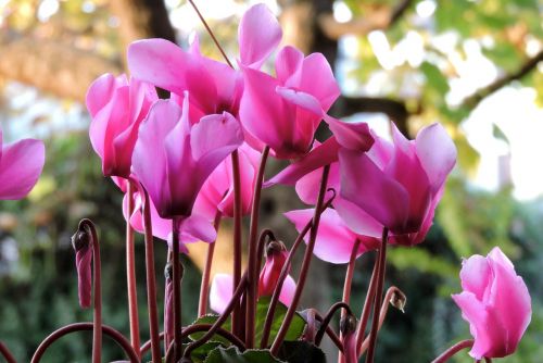 cyclamen flower pink