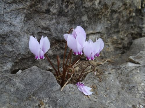 cyclamen plant flowers