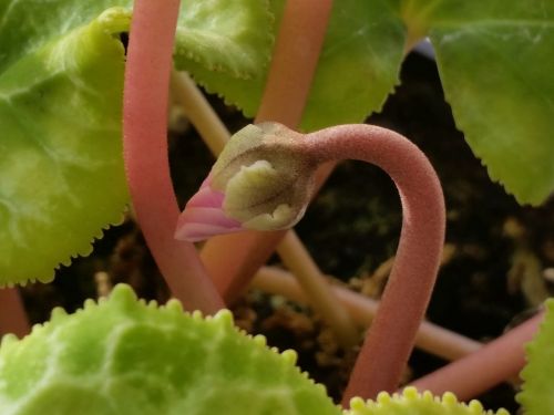 cyclamen flower bud