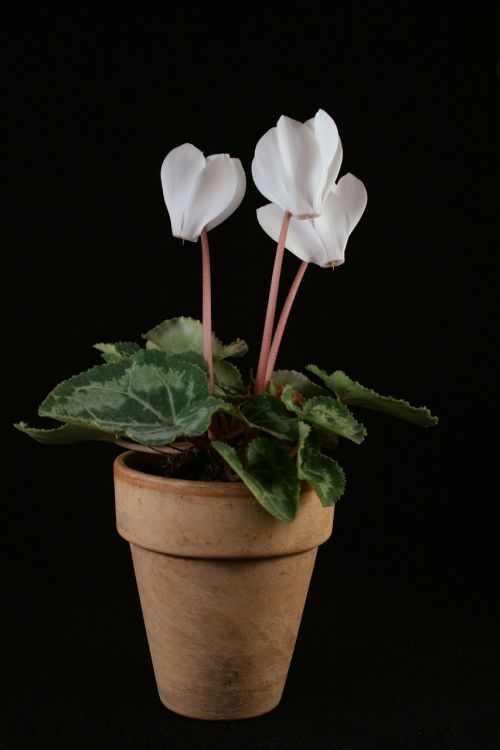 cyclamen potted plant flowers