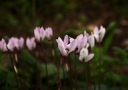 Cyclamen Flowers