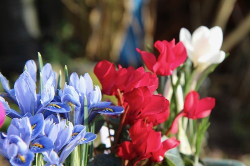 cyclamen red  flowering  iris blue