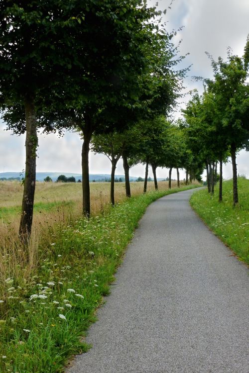 cycle path trees landscape