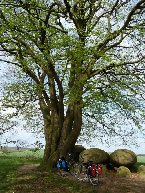 cycling bicycle tour trees
