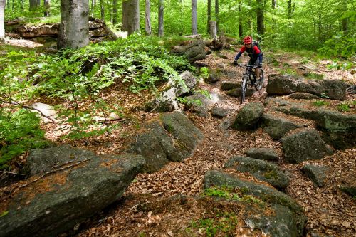 cyclist forest stones