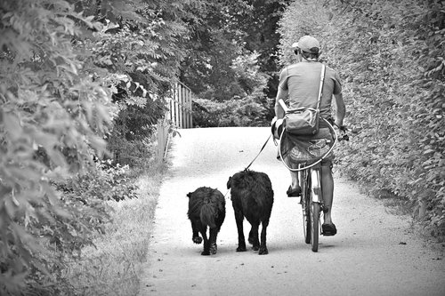 cyclists  man  dogs