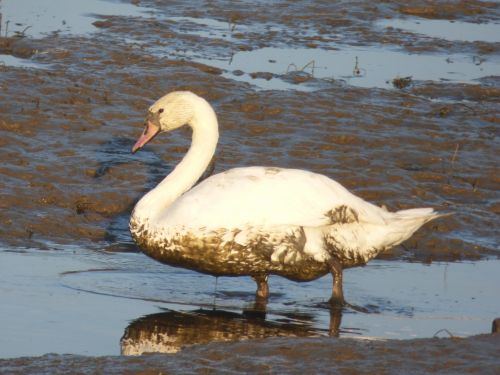 Swan In The Mud