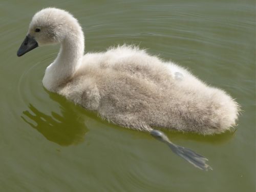 cygnet swan bird