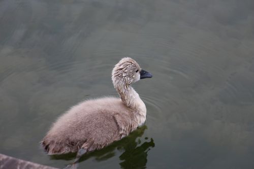 cygnet animals bird