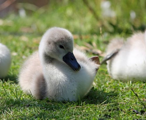 cygnet baby swan