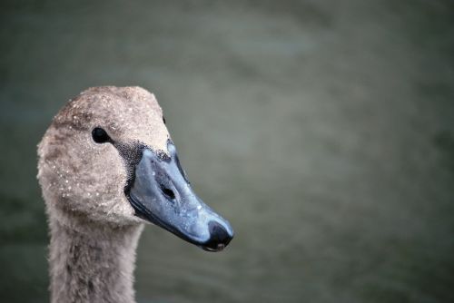 cygnet head swan swan