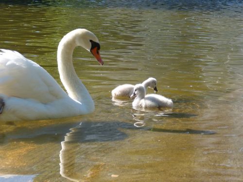 cygnons swan park