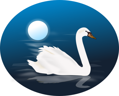 cygnus swan animal