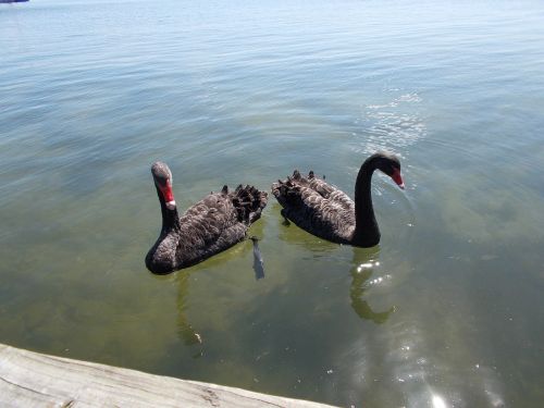 cygnus animal lake