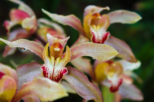 cymbidium  flower  orchid