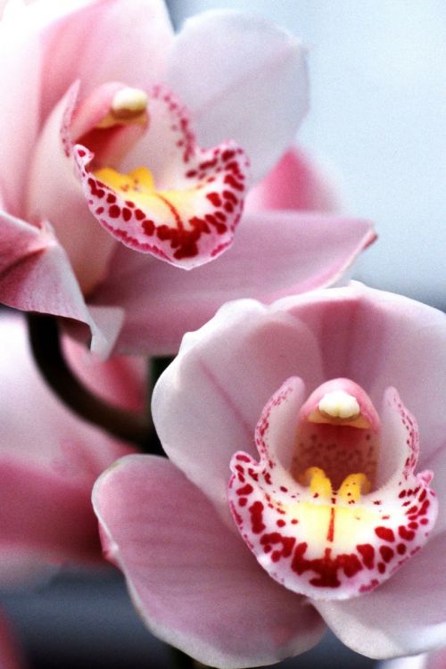 cymbidium orchid orchid pink orchid
