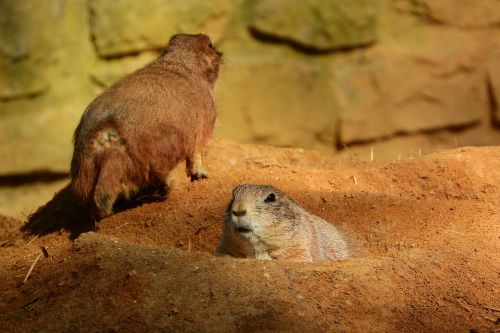 cynomys ludovicianus cynomys prairie dogs