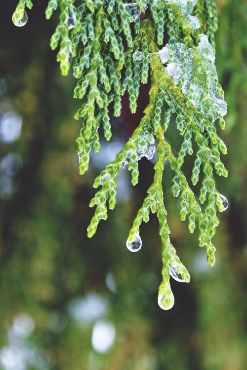 cypress drop of water beaded