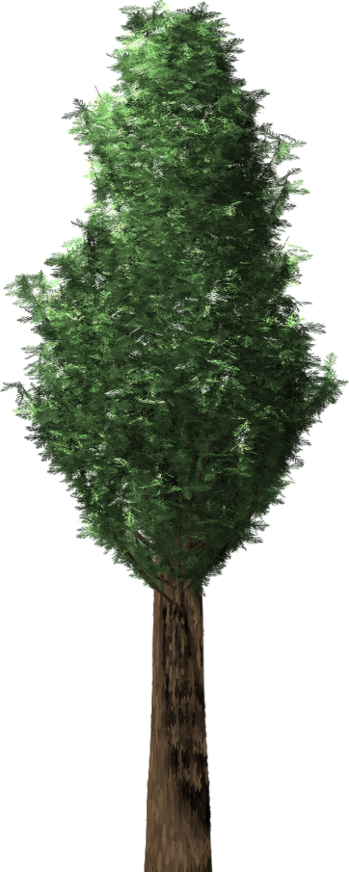 cypress plant tree