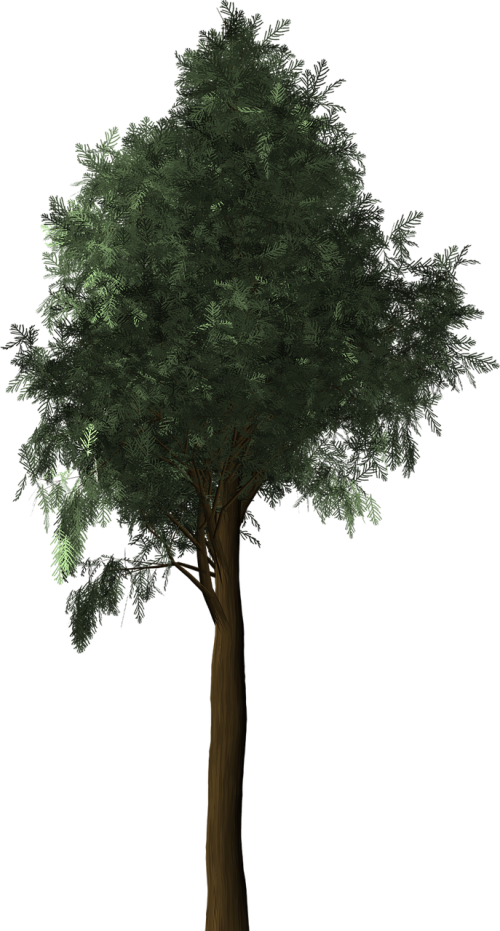 cypress plant tree