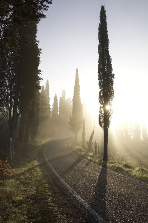 cypress road fog