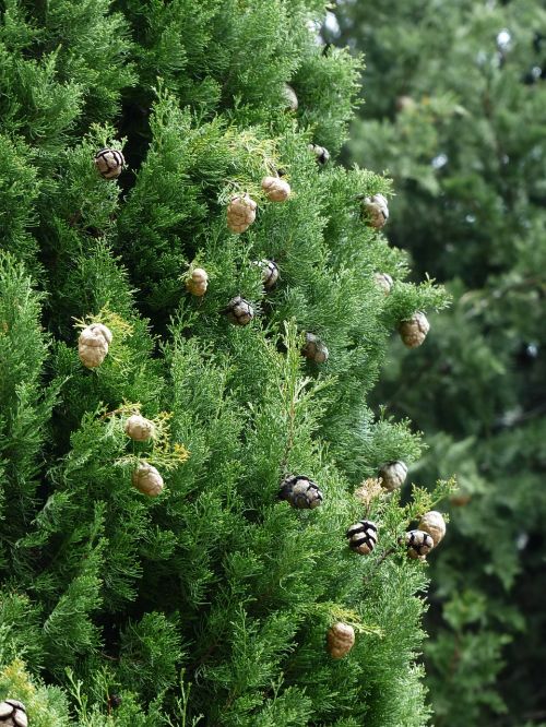 cypress cypress cone cupressus