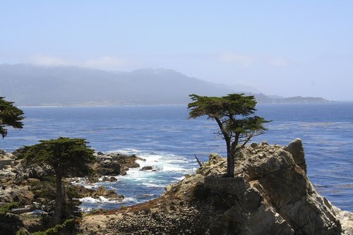cypress  tree  coast