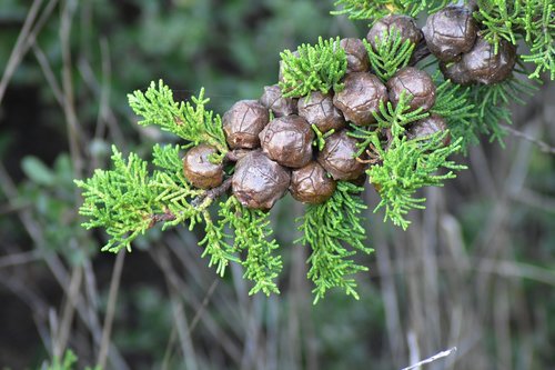 cypress  cone  tree