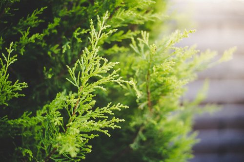 cypress  green  nature