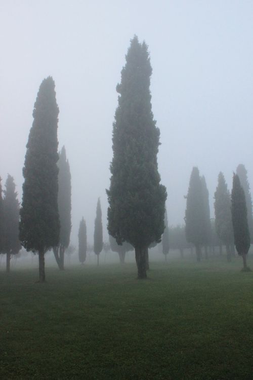 cypress background fog