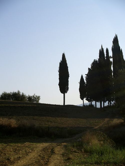 cypress tuscany italy