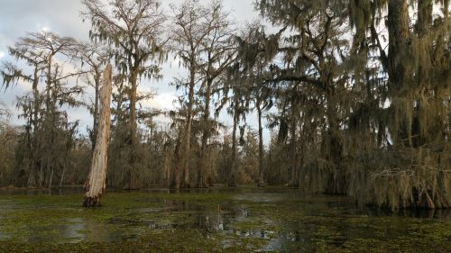 cypress swamp louisiana lake martin