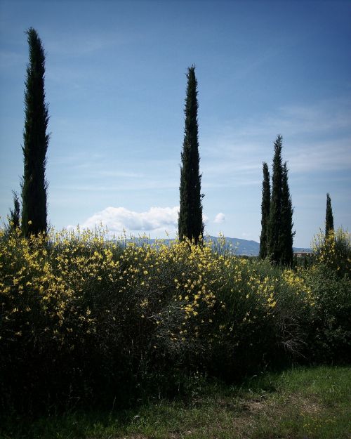 cypress trees brooms cypress