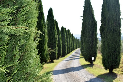 cypress trees  tuscany  landscape