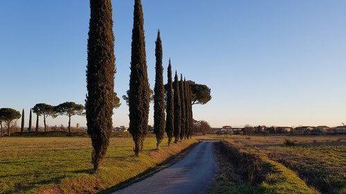 cypresses  tuscany  nature