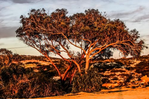 cyprus cavo greko tree