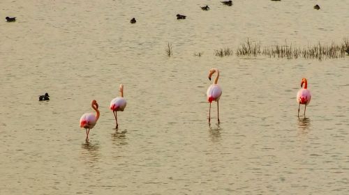 cyprus oroklini lake flamingos
