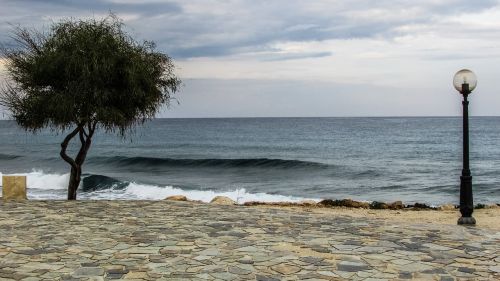 cyprus protaras tree