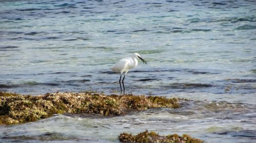 cyprus protaras heron