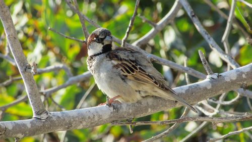 cyprus sparrow bird