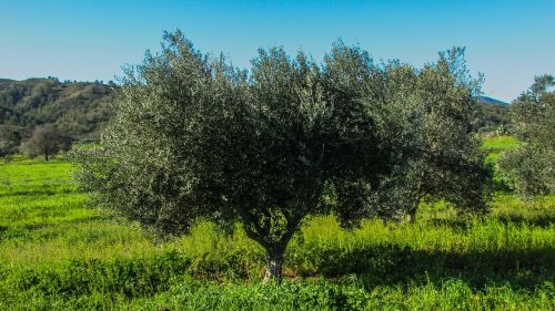 cyprus olive tree agricultural