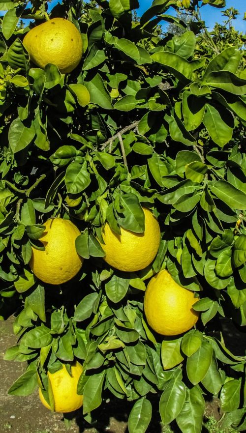 cyprus mosfiloti grapefruit
