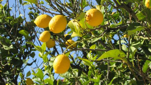 cyprus lemon tree lemon