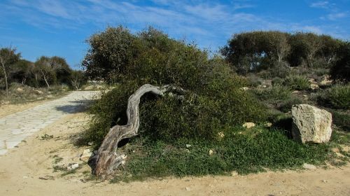 cyprus ayia napa makronissos beach