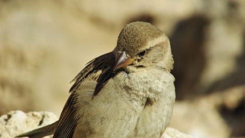 sparrow cyprus ayia napa